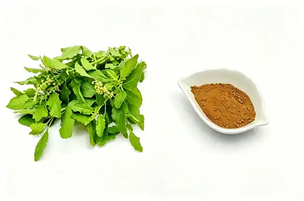 Holy Basil Extract Powder Holy Basil Extract Powder