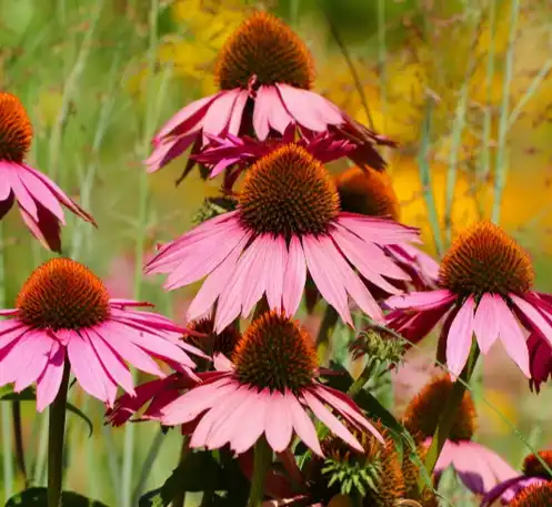 Echinacea Purpurea Extract Echinacea Purpurea Extract