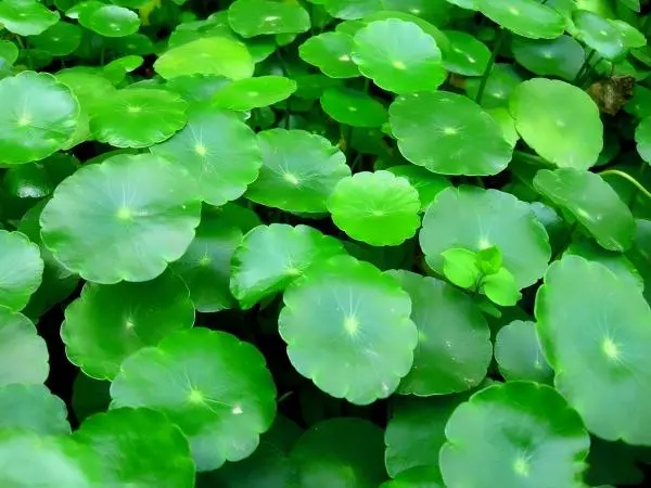 Centella Asiatica Extract Powder