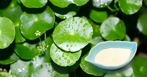 Centella Asiatica Extract Powder Centella Asiatica Extract Powder