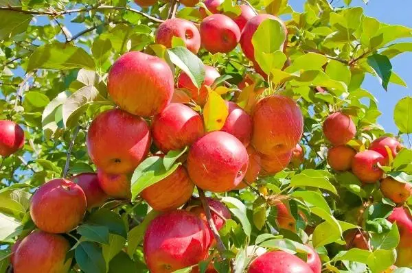 Apple Extract Powder Apple Extract Powder
