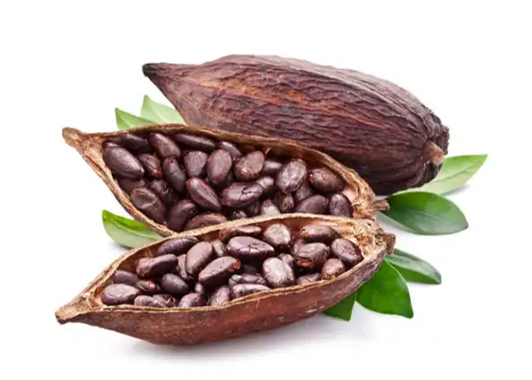Cocoa Seed Extract Cocoa Seed Extract