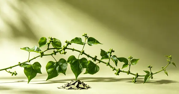 Cissus Quadrangularis Extract Powder Cissus Quadrangularis Extract Powder