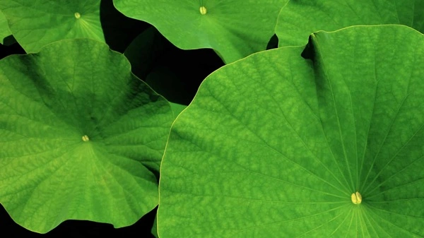 Lotus Leaf Extract Lotus Leaf Extract