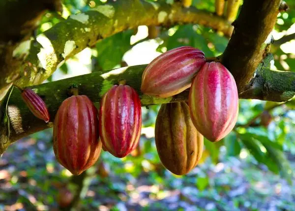 Cocoa Seed Extract