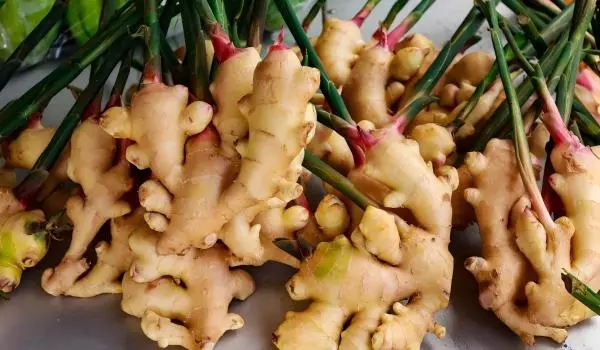 Ginger Extract Powder