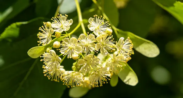 Tilia Extract 