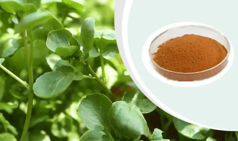 Watercress Extract