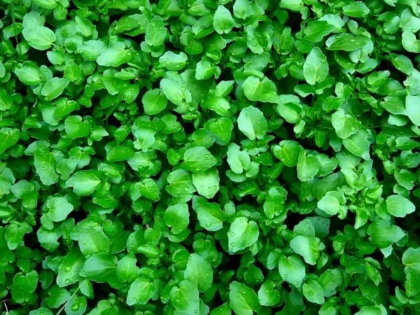 Watercress Extract