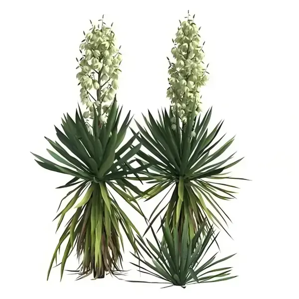 Yucca Extract