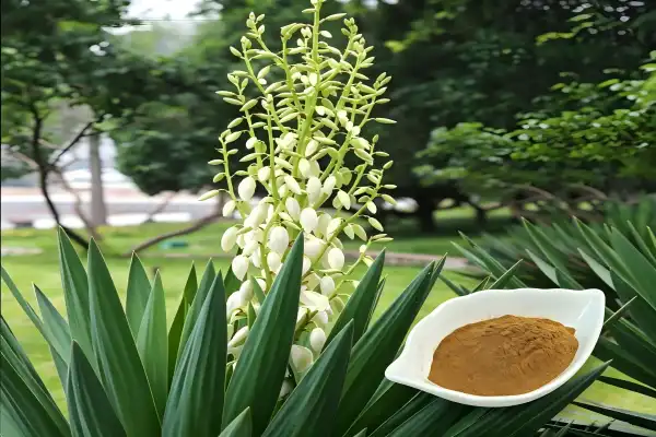 Yucca Extract Yucca Extract