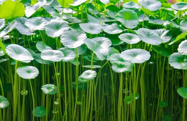 Centella Asiatica Extract Powder