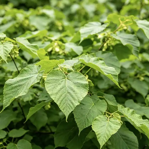 Tilia Extract Tilia Extract