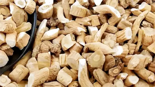 Isatis Root Extract