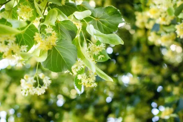 Tilia Extract