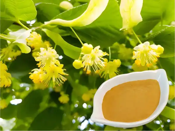 Tilia Extract Tilia Extract