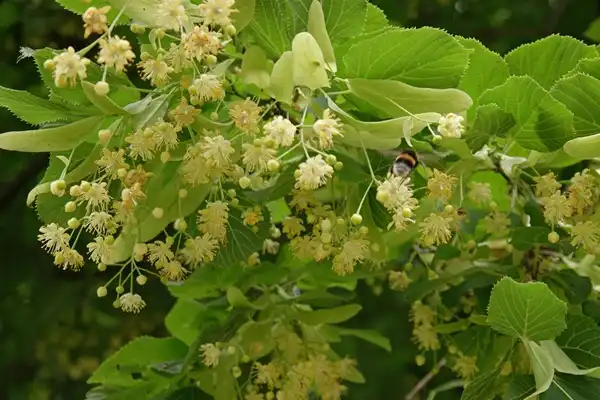 Tilia Extract Tilia Extract