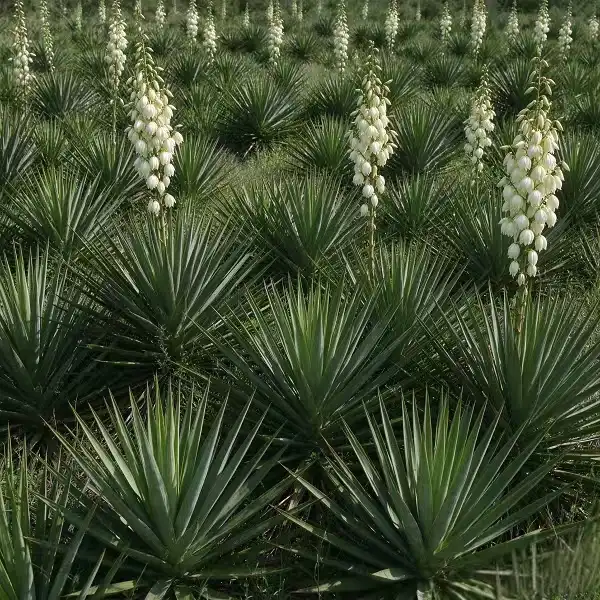 Yucca Extract