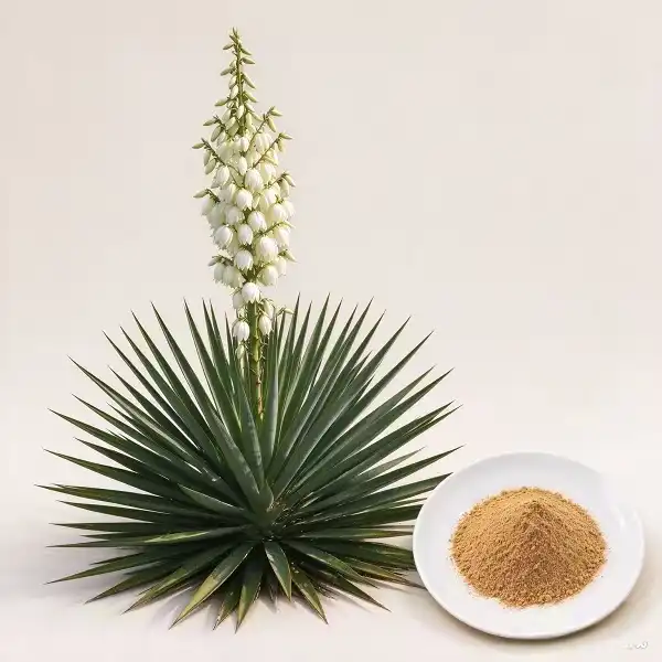 Yucca Extract Yucca Extract