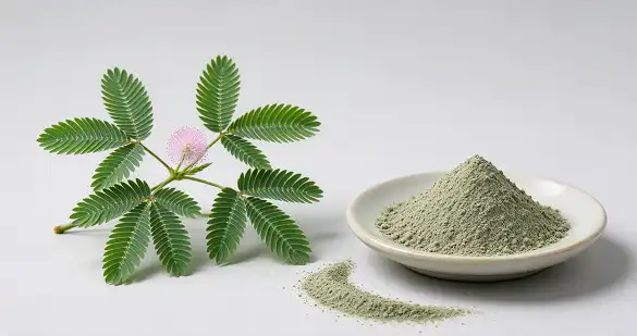 Mimosa Pudica Powder