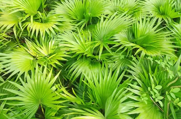 Saw Palmetto Extract Powder