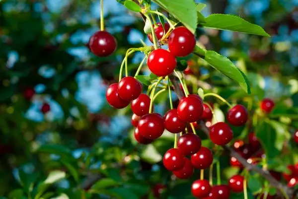 Tart Cherry Extract