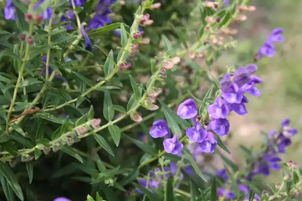 Scutellaria Baicalensis Extract Scutellaria Baicalensis Extract