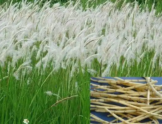 Does Couch Grass Rhizome Extract Help With UTIs?