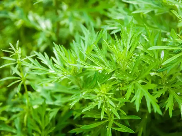 Could Artemisinin Powder Be the Next Trend in Herbal Medicine?