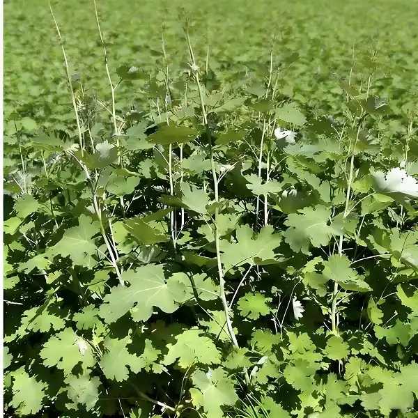 What Are the Main Uses of Macleaya Cordata Extract?