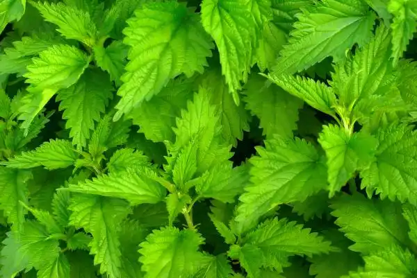 What Industries Use Nettle Extract Powder the Most Today?