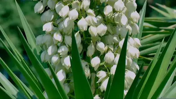 Yucca Extract Sourcing Guide: Which Certifications Should You Require?