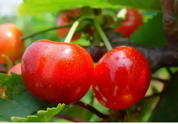 How to Choose a Tart Cherry Extract OEM Supplier