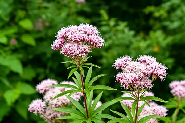 Premium Valerian Root Extract Powder for Sleep & Calm Support