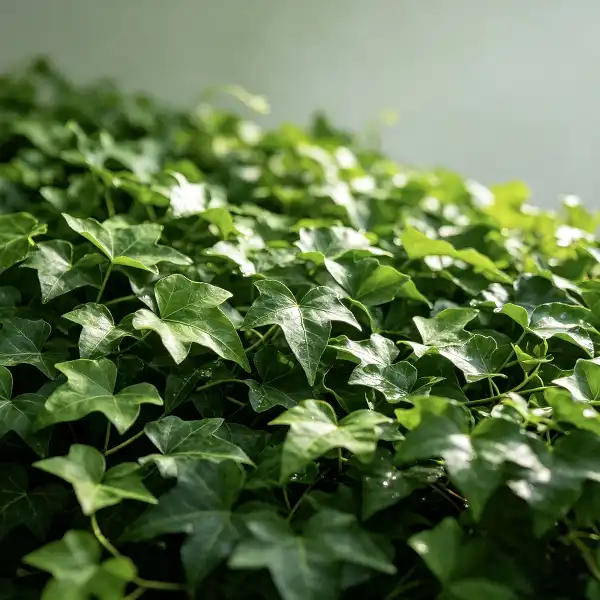 Ivy Extract Powder: Does It Ease Chronic Cough Naturally?