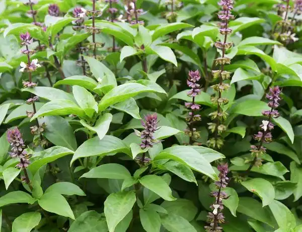 How to Verify the Purity of Holy Basil Extract Powder?