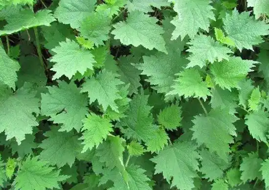Nettle Extract Powder Benefits for Functional Formulations