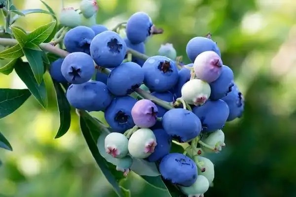 Best Blueberry Extract Powder 2026: Pure, Science-Backed Guide