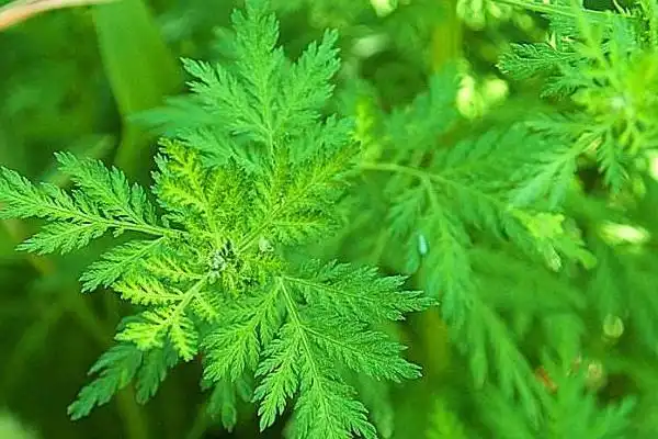 How is Pure Artemisinin Powder extracted and standardized for purity?