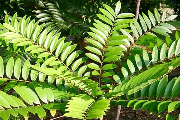 How Long Before Tongkat Ali Extract Powder Starts to Work?