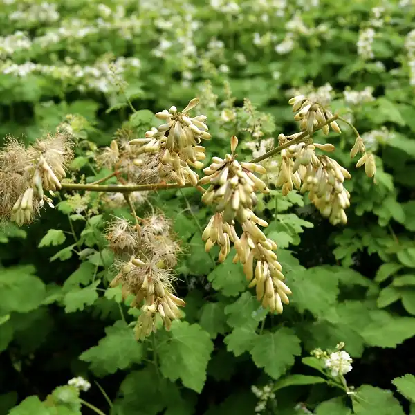 What Is Macleaya Cordata Extract Used For?