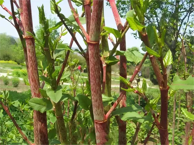 Can Polygonum Cuspidatum Extract Help Reduce Inflammation?