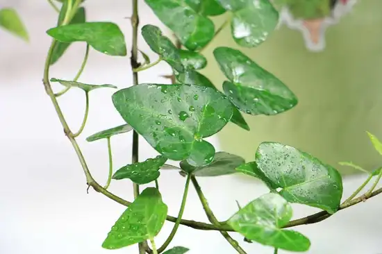 What are the main benefits of Ivy Extract Powder for skin care?
