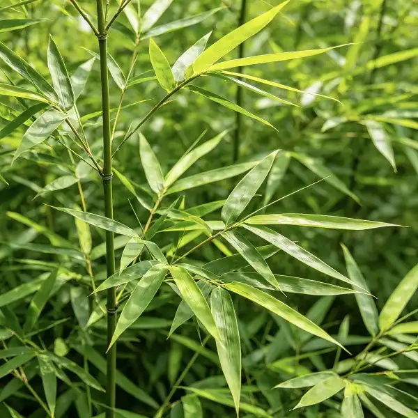 How Bamboo Leaf Extract Is Made: Harvest to Extraction