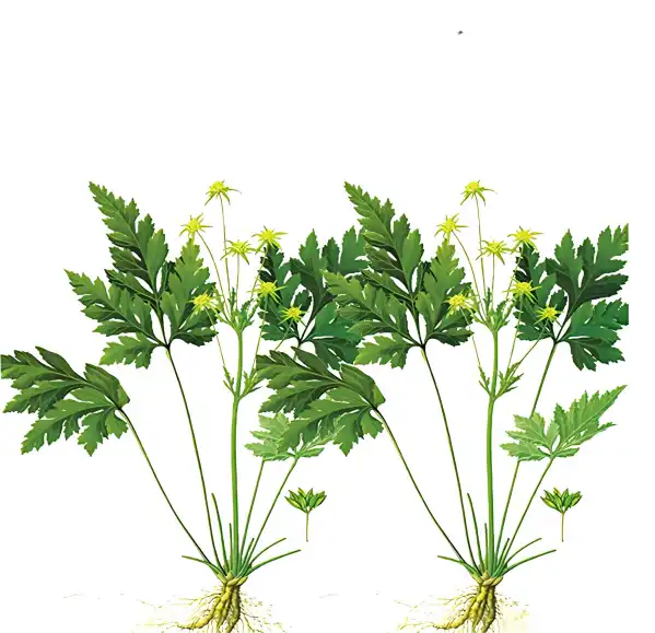 How Effective Is Rhizoma Coptidis Powder for Detox Support?