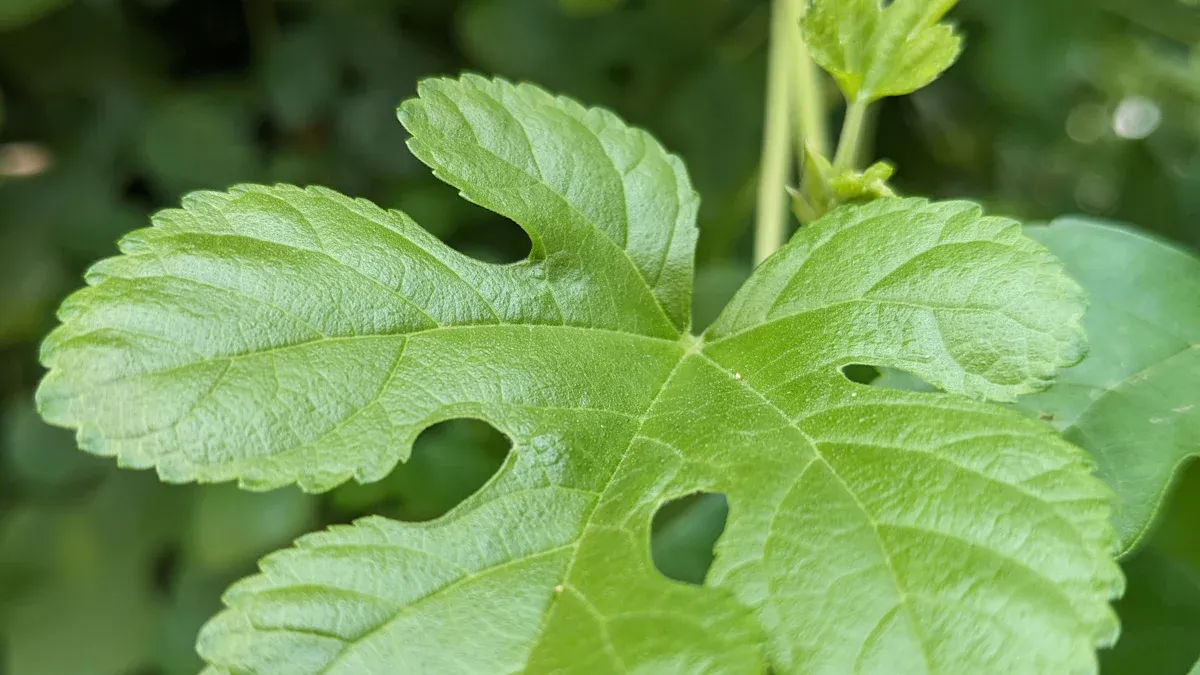 What Does A Mulberry Leaf Look Like?