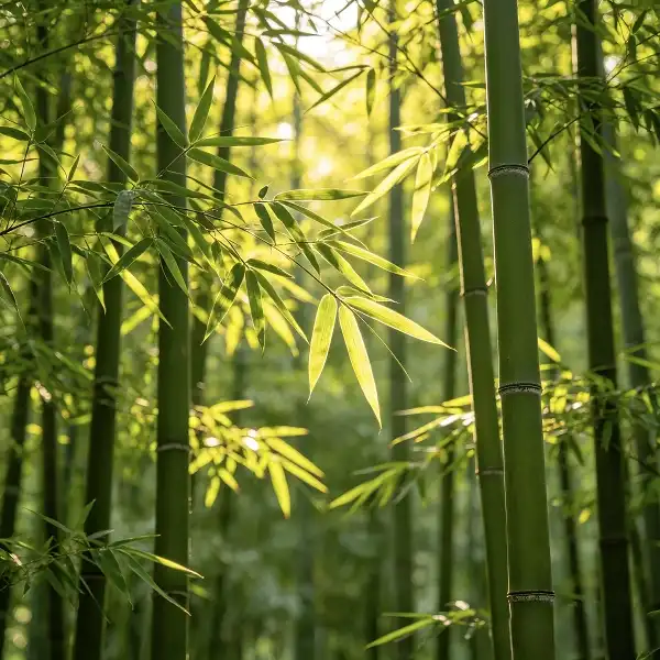The Skin-Boosting Benefits of Silica and Bamboo Extract