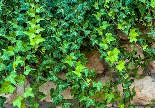 What is ivy extract used for？