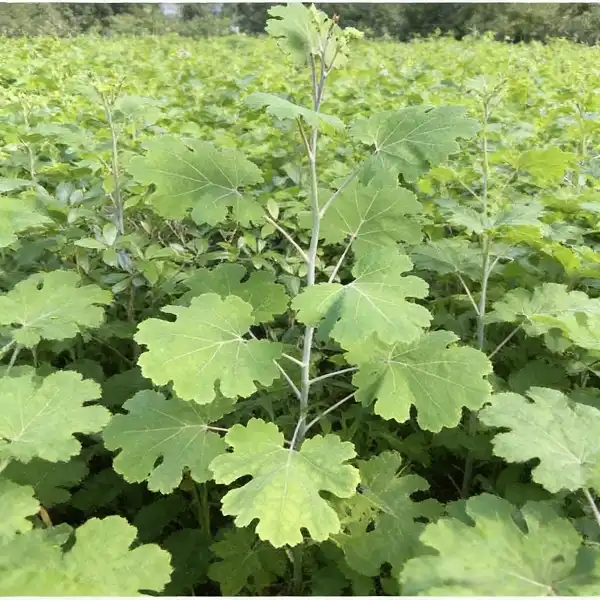 Macleaya Cordata Extract for Antimicrobial Support