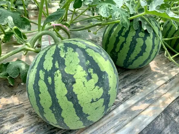 Premium Watermelon Powder for Functional Beverage Formulas